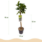 Prunus lauroverasus 'Etna' (laurbærkirsebær) på stamme – Ø19 cm, 90 cm høj