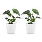 2× Monstera deliciosa (gatenplant) in Potter-sierpot wit – Ø12 cm, 30 cm hoog