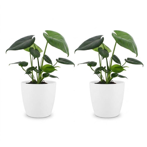 2× Monstera deliciosa (gatenplant) in Potter-sierpot wit – Ø12 cm, 30 cm hoog