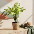 Dracaena fragrans Diamond Dream (Drachenbaum) – Ø 17 cm, 50–55 cm hoch