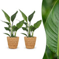2× Strelitzia reginae (paradisfugleblomst) med kurv – Ø12 cm, 35 cm høj