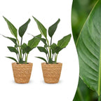 2× Strelitzia reginae (paradisfugleblomst) med kurv – Ø12 cm, 35 cm høj