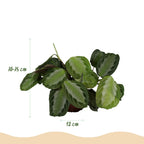 Maranta Fascinator Silverband (bedejaguar) i Potter-prydpotte grå – Ø12 cm, 25 cm høj