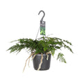Davallia Bullata (hazenpootvaren) – Ø17 cm, 30 cm hoog