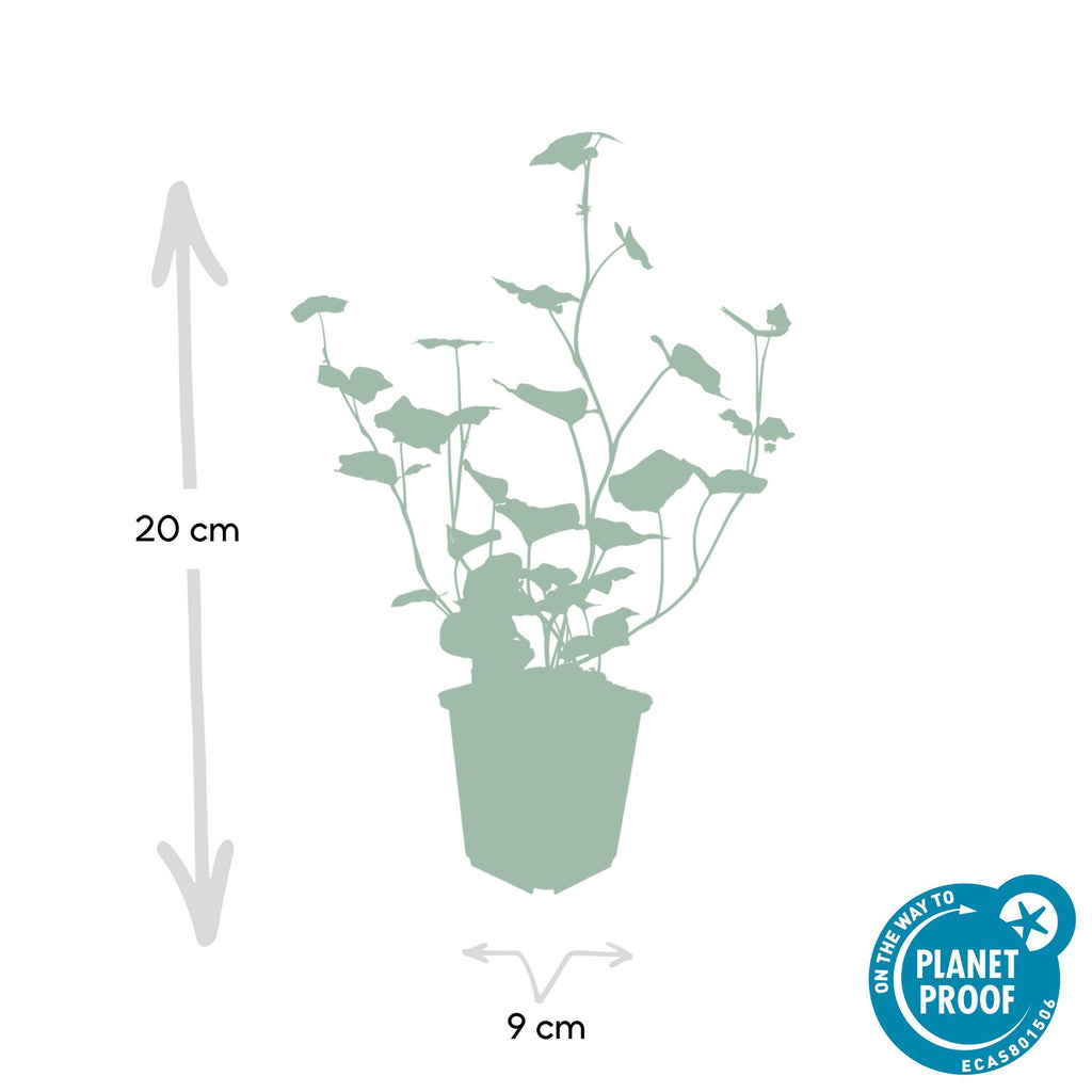 Hedera hibernica (Efeu) – 12 Pflanzen, Ø9 cm, 10–25 cm hoch – Bild 3
