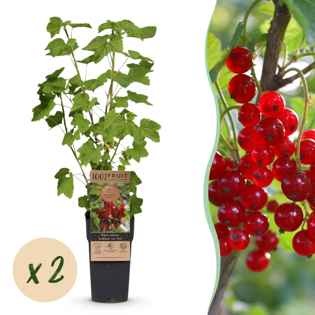 Ribes rubrum 'Jonkheer Van Tets' (bessenplant) – 2 planten, Ø15 cm, 50 cm hoog