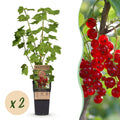 Ribes rubrum 'Jonkheer Van Tets' (bessenplant) – 2 planten, Ø15 cm, 50 cm hoog