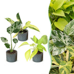 3× Baby Plants Tropical Mix incl. Linnea Misty Blue – Ø6 cm, 10–15 cm tall