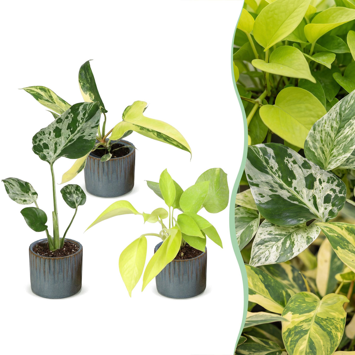 3× Baby-Zimmerpflanzen Tropical Mix inkl. Linnea Misty Blue – Ø6 cm, 10–15 cm hoch