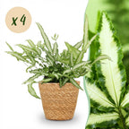 4× Pteris cretica Albolineata (pteris-varen) met mand – Ø12 cm, 20 cm hoog