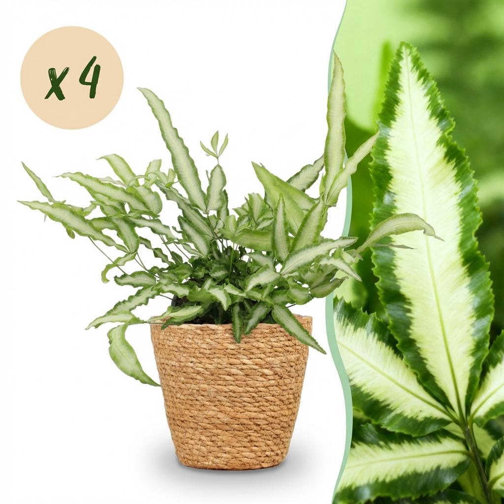 4× Pteris cretica Albolineata (pteris-varen) met mand – Ø12 cm, 20 cm hoog