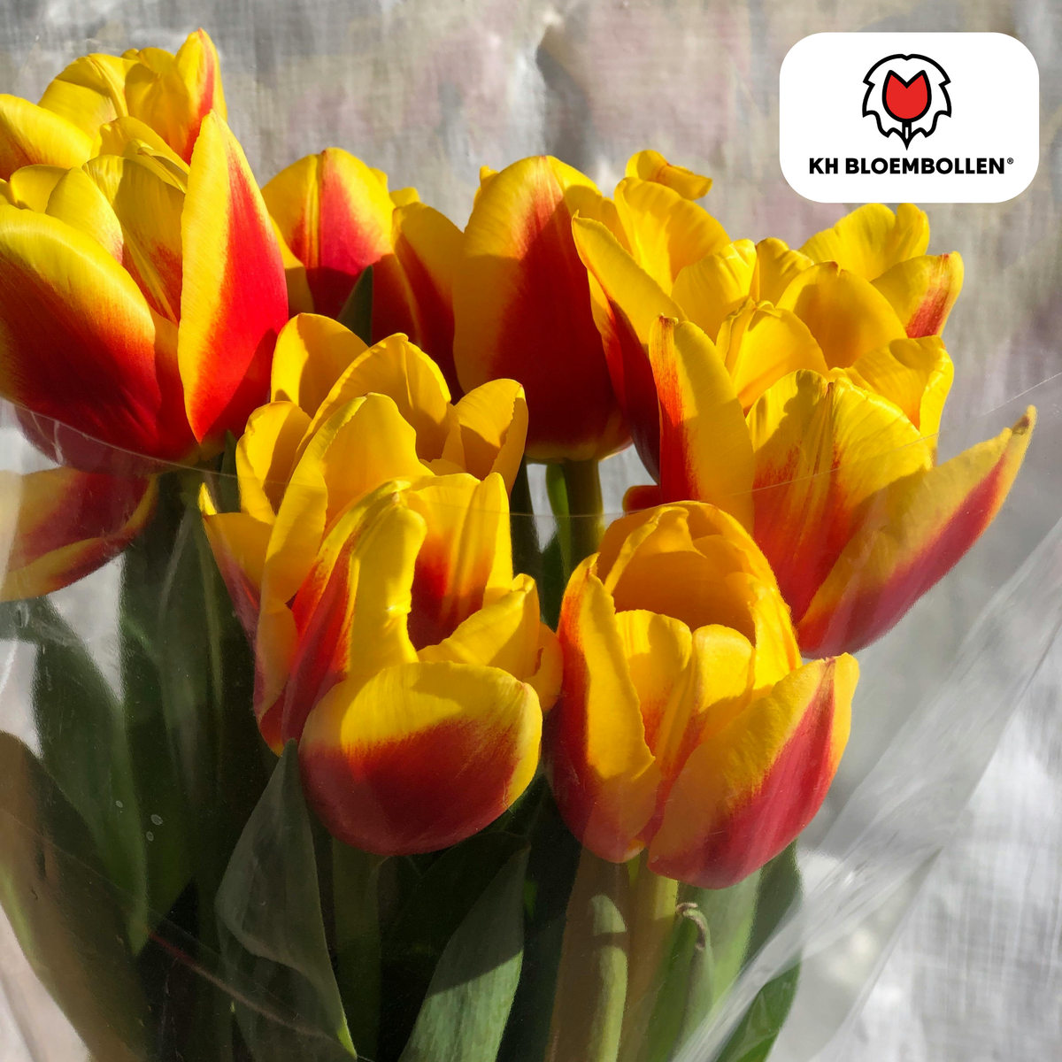Tulpe 'Jan Seignette' – 20 Blumenzwiebeln (Zwiebelgröße 11/12)