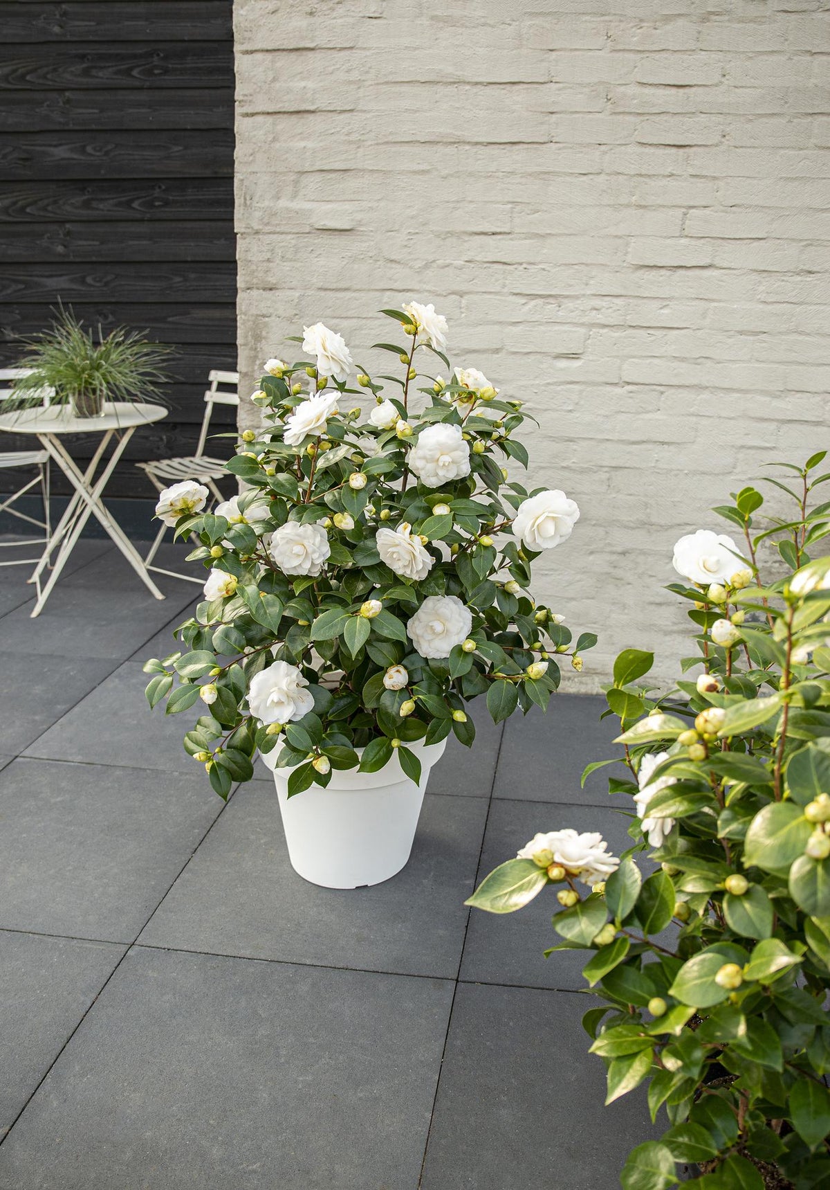 Camellia japonica 'Nuccio’s Gem' (camelia) – Ø19 cm, 65 cm hoog – bild 3