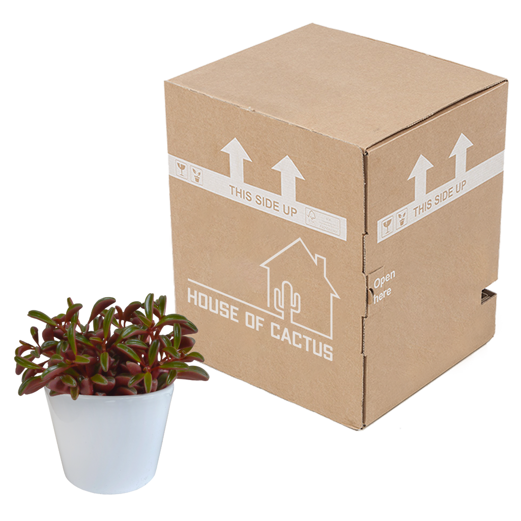 Peperomia graveolens dans un pot blanc – Ø11 cm, 20 cm de haut
