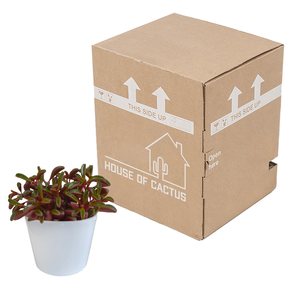 Peperomia graveolens dans un pot blanc – Ø11 cm, 20 cm de haut