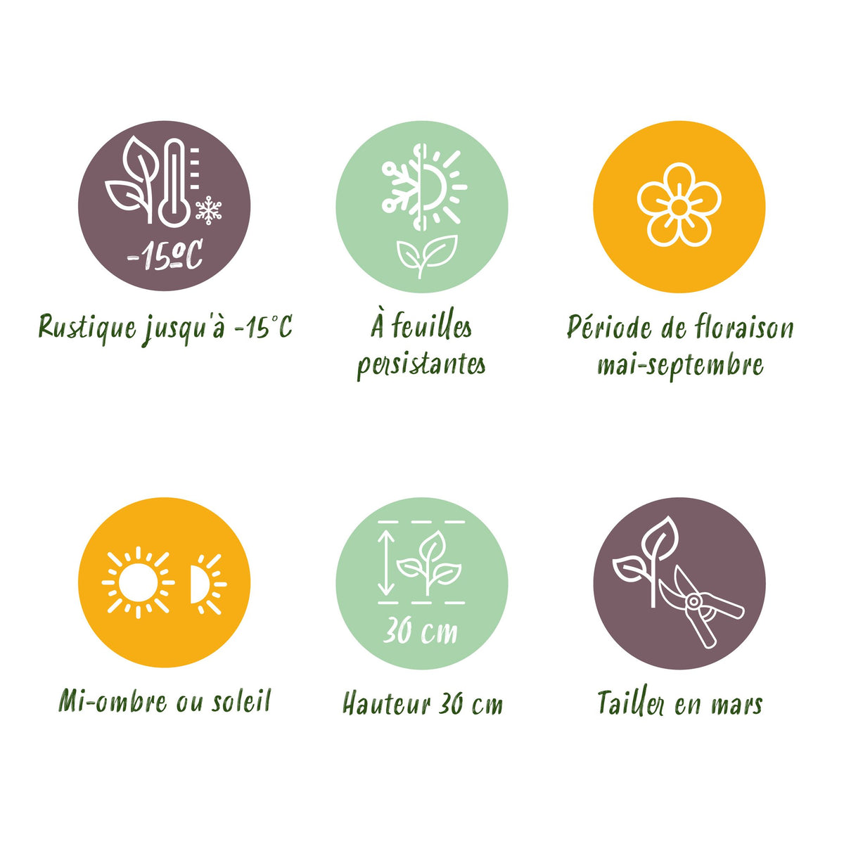 Vinca major (bigorewlier) – bleu – 12 plants, Ø11 cm, 15–25 cm de haut – photo 8