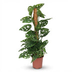 Abe-maske (Monstera) – Ø19 cm, 90 cm høj