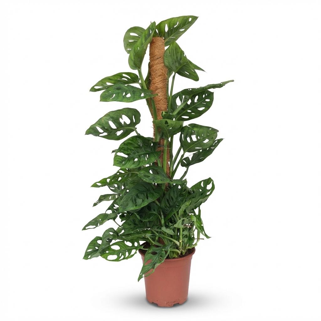 Abe-maske (Monstera) – Ø19 cm, 90 cm høj