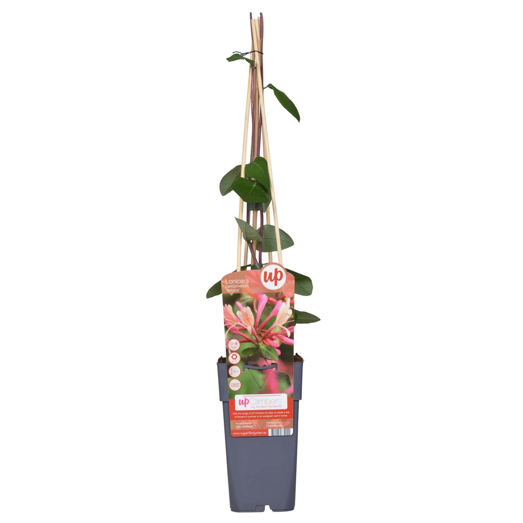 Lonicera periclymenum 'Belgica' (honeysuckle) – Ø15 cm, 65 cm high