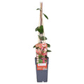 Lonicera periclymenum 'Belgica' (honeysuckle) – Ø15 cm, 65 cm high