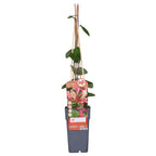 Lonicera periclymenum 'Belgica' (honeysuckle) – Ø15 cm, 65 cm high