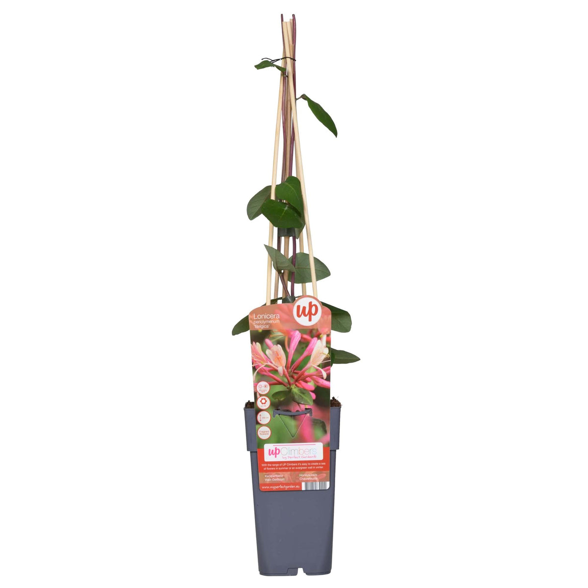 Lonicera periclymenum 'Belgica' (honeysuckle) – Ø15 cm, 65 cm high