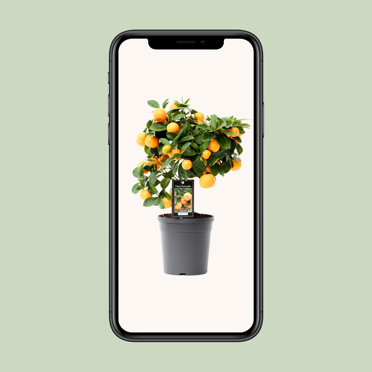 Citrus 'Calamondin' (citrusboompje) – Ø15 cm, 40 cm hoog