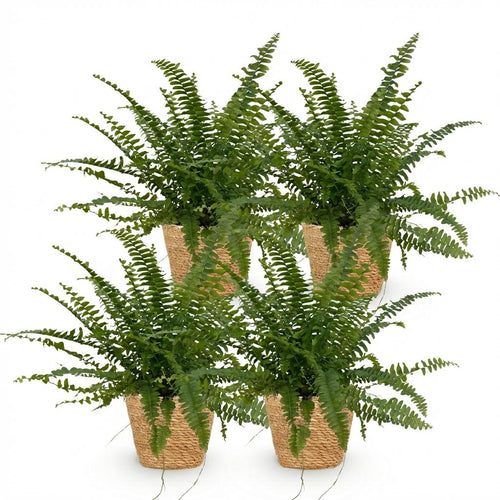 4× Nephrolepis exaltata Green Lady (Schwertfarn) im Korb – Ø 12 cm, 25 cm hoch