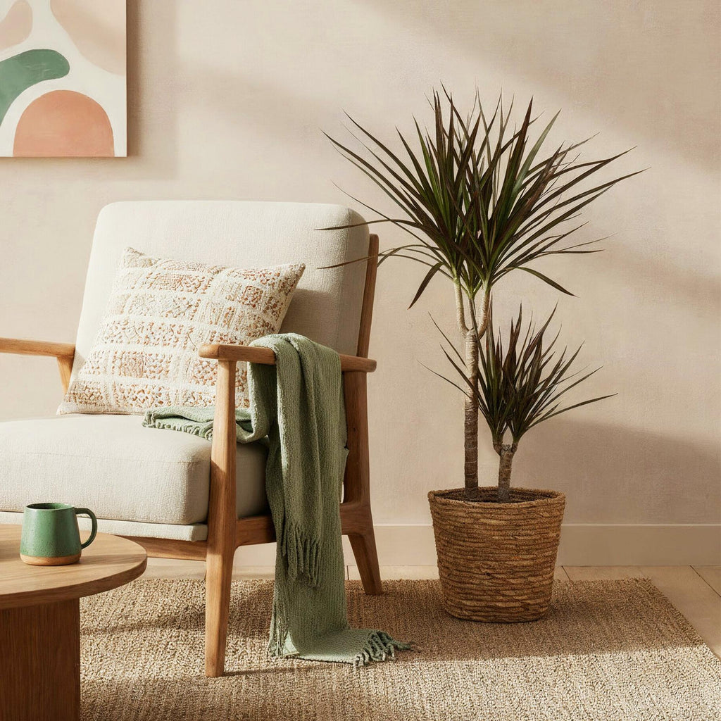 Dracaena Magenta (drakenboom) – Ø21 cm, 90–100 cm hoog