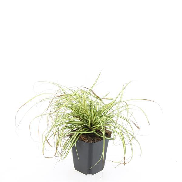 Carex oshim. 'Evergold' (sedge) – 24 plants, Ø9 cm, 10–25 cm high