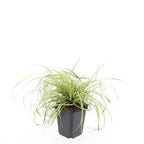 Carex oshim. 'Evergold' (sedge) – 24 plants, Ø9 cm, 10–25 cm high