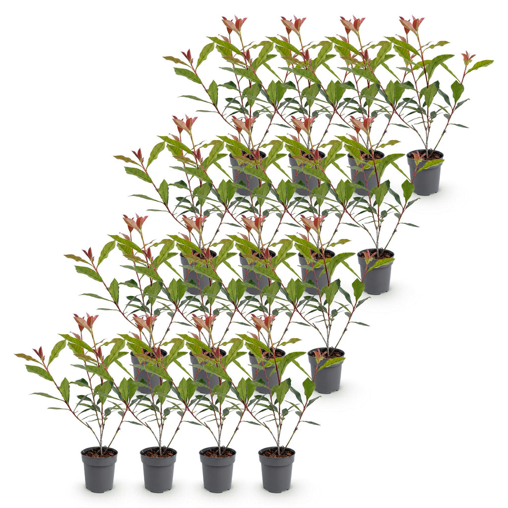 Photinia fraseri 'Carre Rouge' (glossy privet) – red – 16 plants, Ø9 cm, 25–35 cm high – photo 2