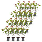 Photinia fraseri 'Carre Rouge' (glossy privet) – red – 16 plants, Ø9 cm, 25–35 cm high