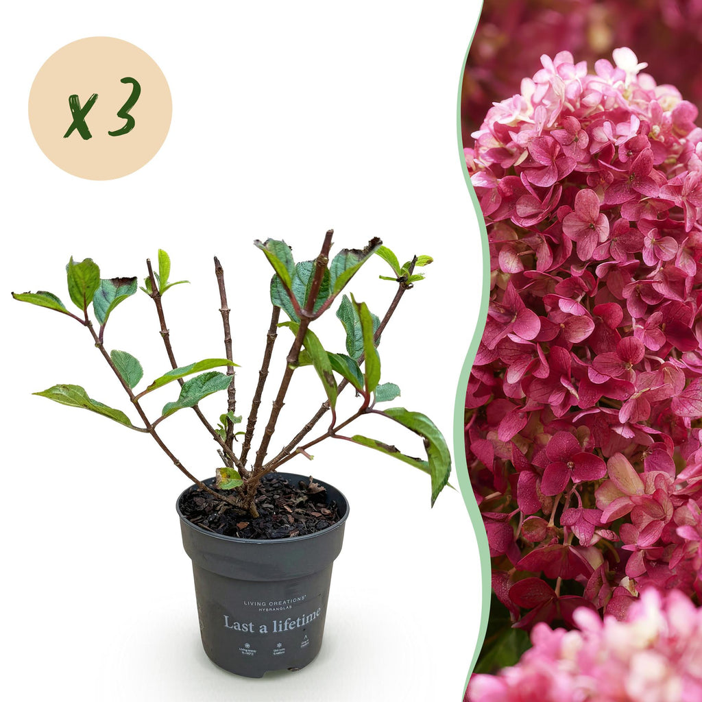 Hydrangea panniculata 'Living Little Rosy' (hortensia paniculé) – rose – 3 plantes, Ø12 cm, 20–30 cm de haut