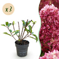 Hydrangea panniculata 'Living Little Rosy' (hortensia paniculé) – rose – 3 plantes, Ø12 cm, 20–30 cm de haut