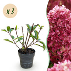 Hydrangea panniculata 'Living Little Rosy' (hortensia paniculé) – rose – 3 plantes, Ø12 cm, 20–30 cm de haut