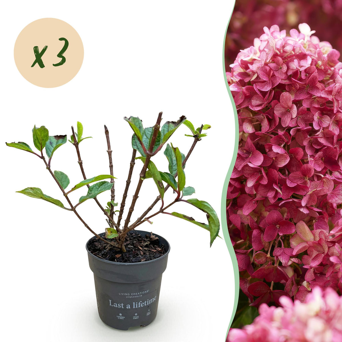 Hydrangea panniculata 'Living Little Rosy' (pluimhortensia) – roze – 3 planten, Ø12 cm, 20–30 cm hoog
