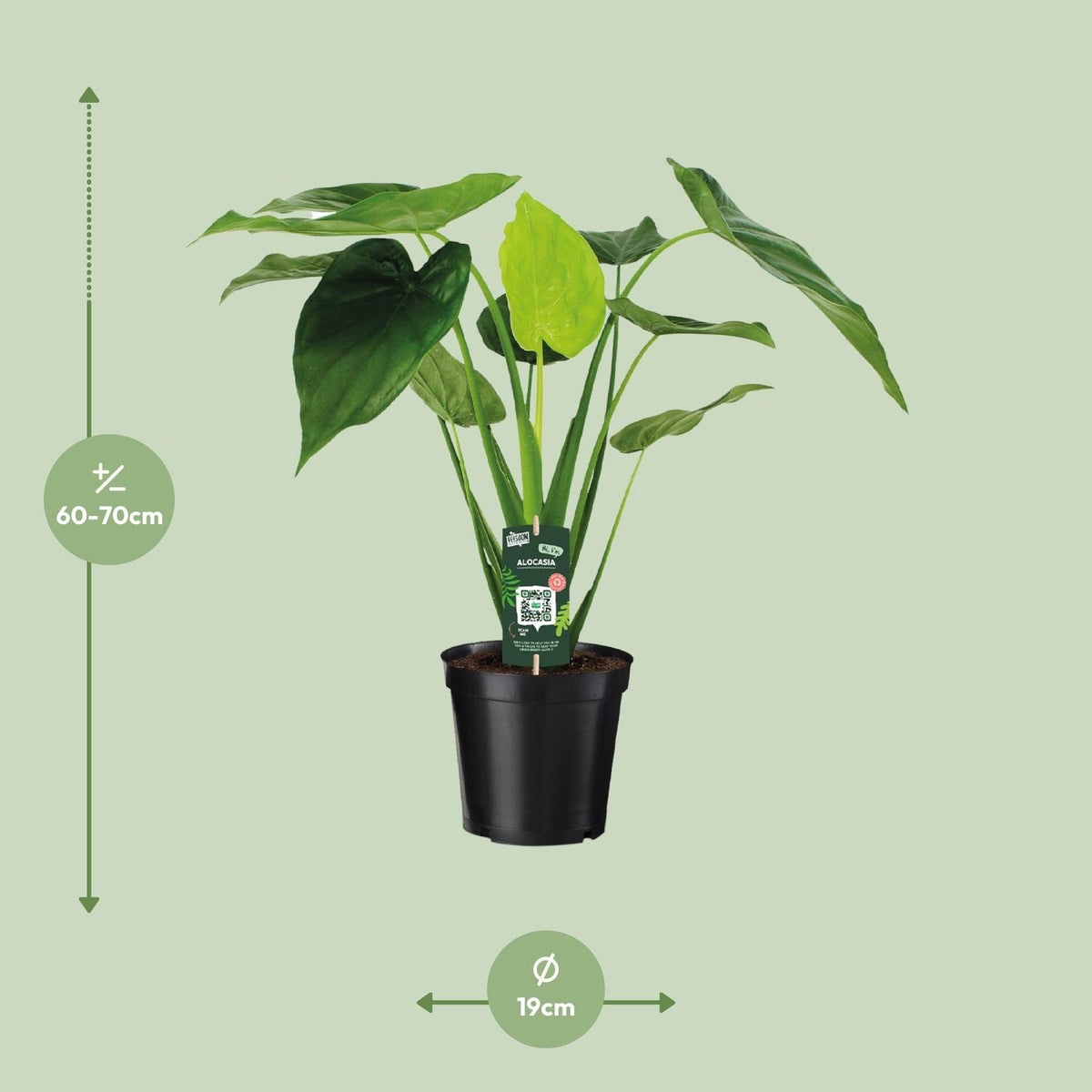 Alocasia Cucullata (elefantøre) – Ø19 cm, 55 cm høj