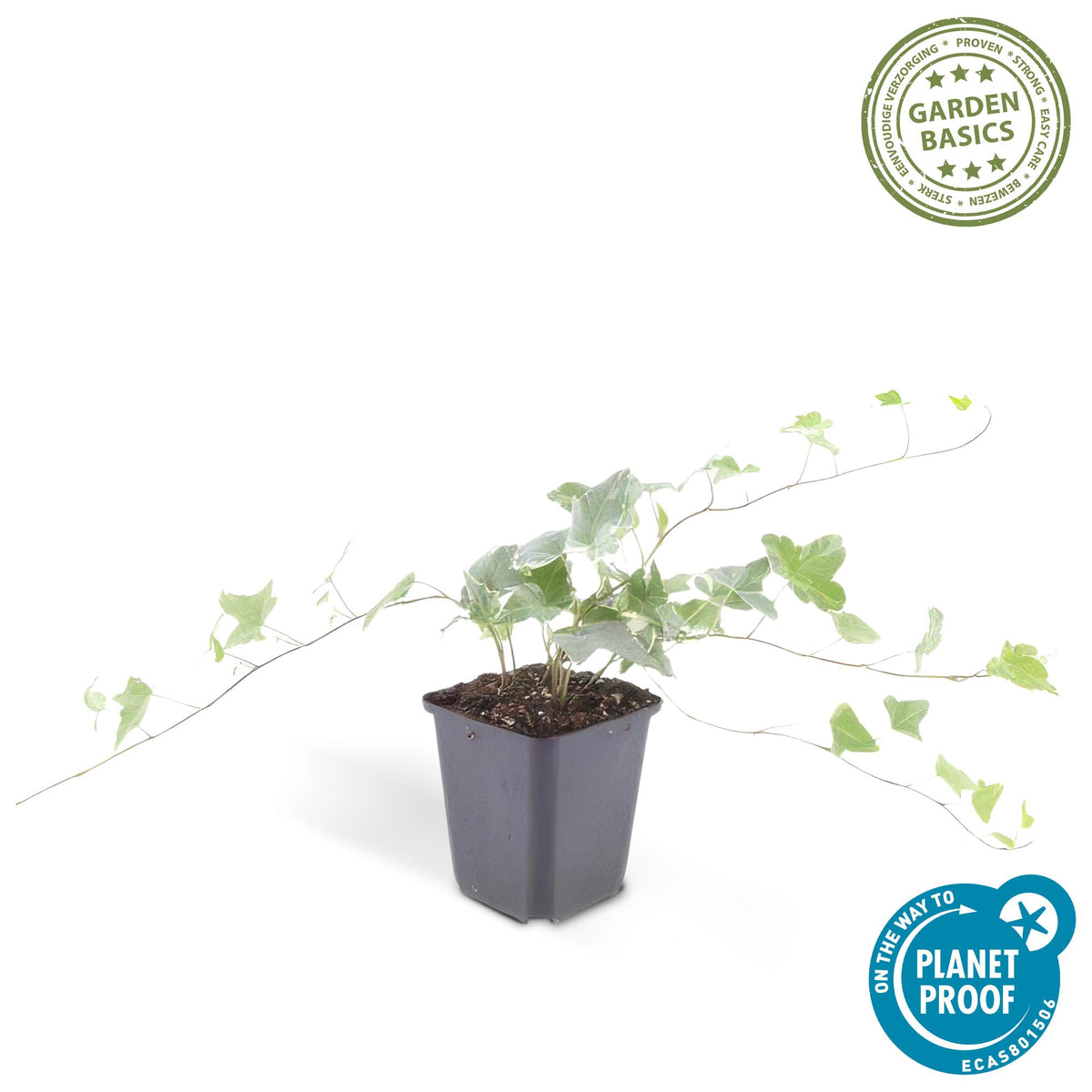 Hedera helix 'Glacier' (klimop) – 24 planten, Ø9 cm, 10–25 cm hoog – foto 3