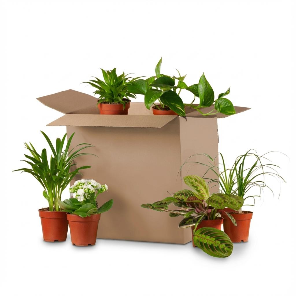 6× Tweede Kans-box groene kamerplanten