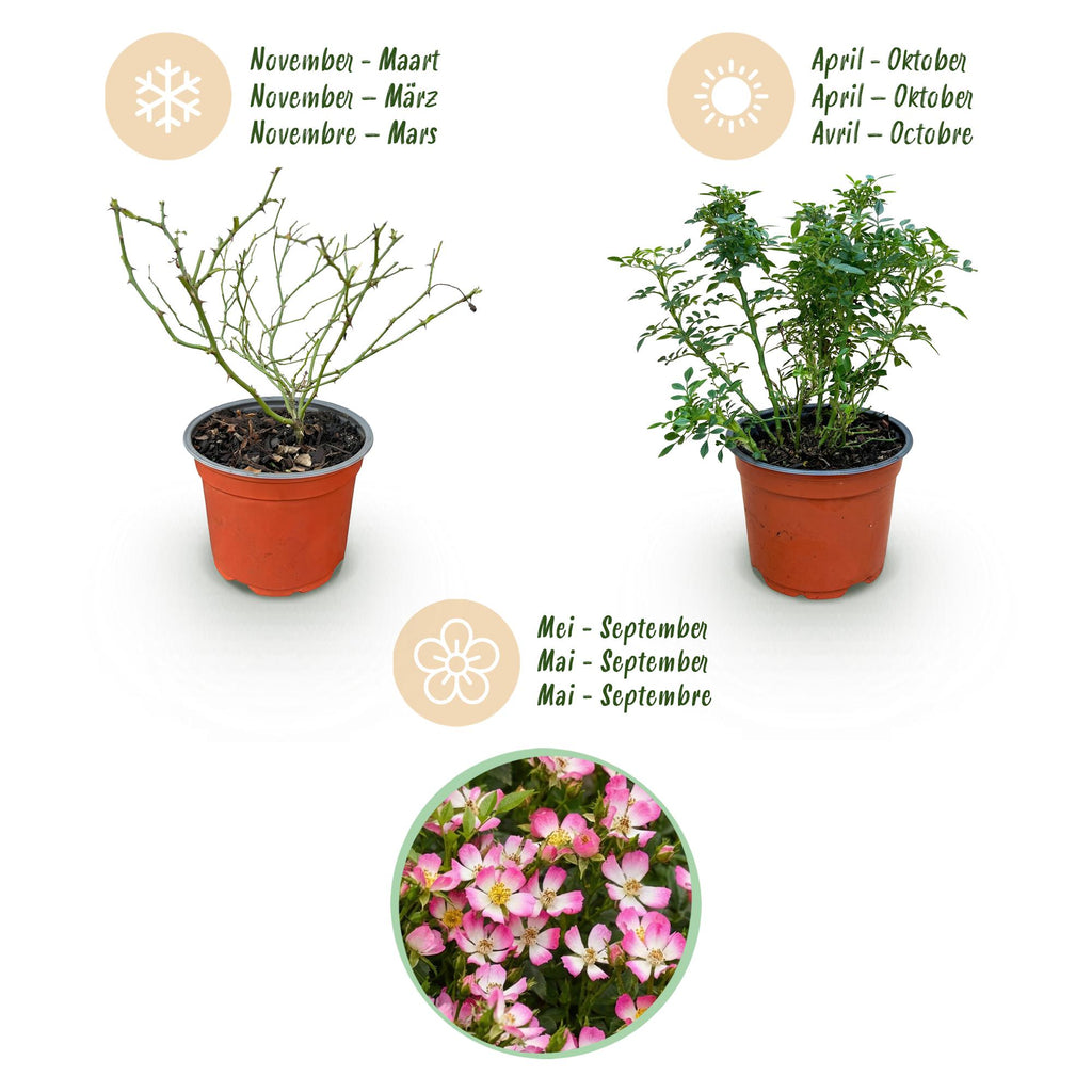 Rosa 'Cutie Pie' (rosier) – rose – 3 plants, Ø12 cm, 20–25 cm de haut – photo 4