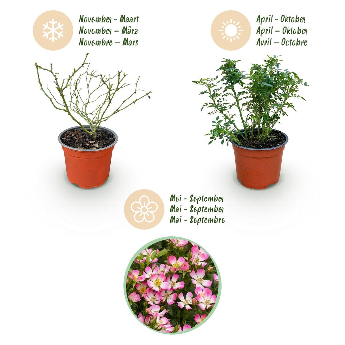Rosa 'Cutie Pie' (rosier) – rose – 3 plants, Ø12 cm, 20–25 cm de haut – photo 4