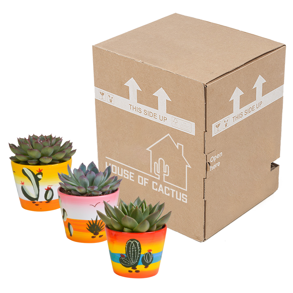 Echeveria mix – Ø11 cm, 15 cm hoog