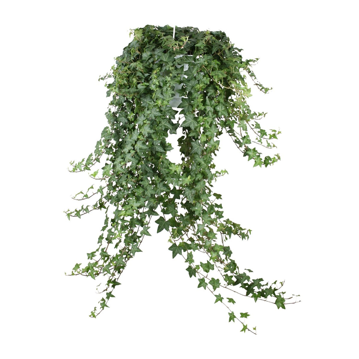 Hedera Helix Pitsburg (klimop) – Ø24 cm