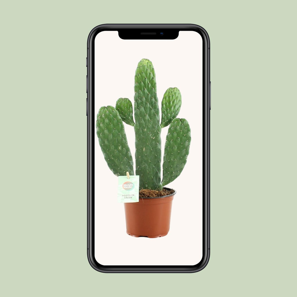 Opuntia Rubescens Consolea (schijfcactus) – Ø12 cm, 35 cm hoog