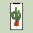 Opuntia Rubescens Consolea (schijfcactus) – Ø12 cm, 35 cm hoog