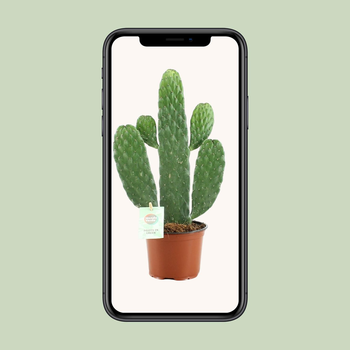 Opuntia Rubescens Consolea (schijfcactus) – Ø12 cm, 35 cm hoog
