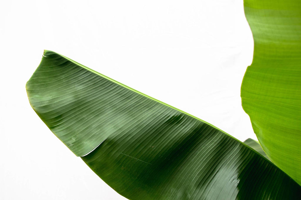 Musa (Bananenpflanze) – Ø 34 cm, 200 cm hoch