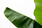 Musa (Bananenpflanze) – Ø 34 cm, 200 cm hoch