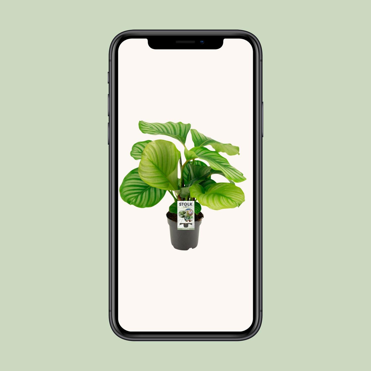 Calathea orbifolia – Ø14 cm, 50 cm hoog